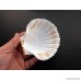 Set of 24 Large White Baking Scallop (3.5-4) Restaurant Quality Real Seashells Beach Wedding Coastal Crafts and Decor - Florida Shells and Gifts Inc. - B07D6VMJ4Z
